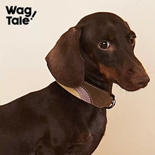 WagTale Vintage Leather Dog Collar – Multi-Tone Classic Design