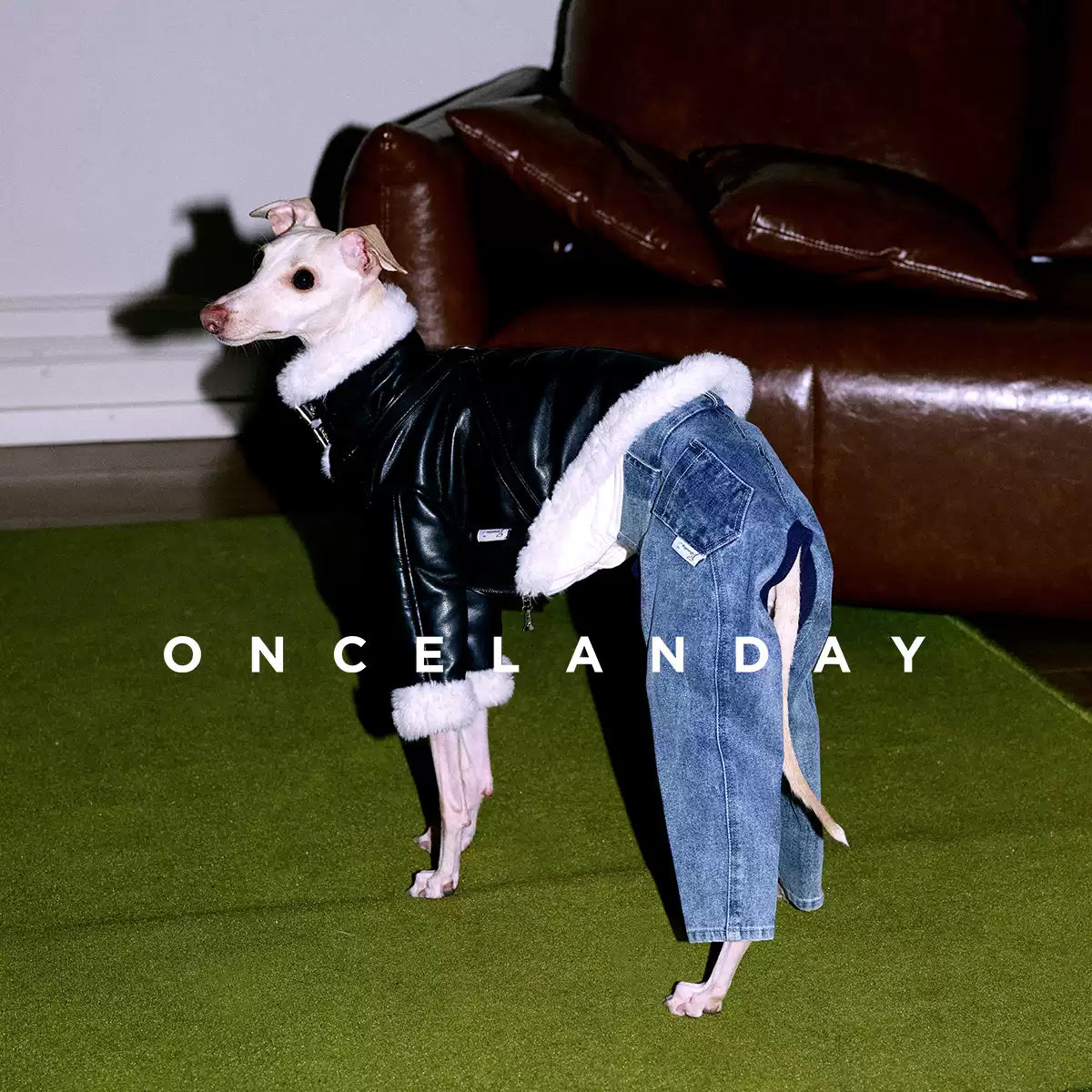 Barnfit Biker Leather Dog Jacket – Winter Style for Whippets