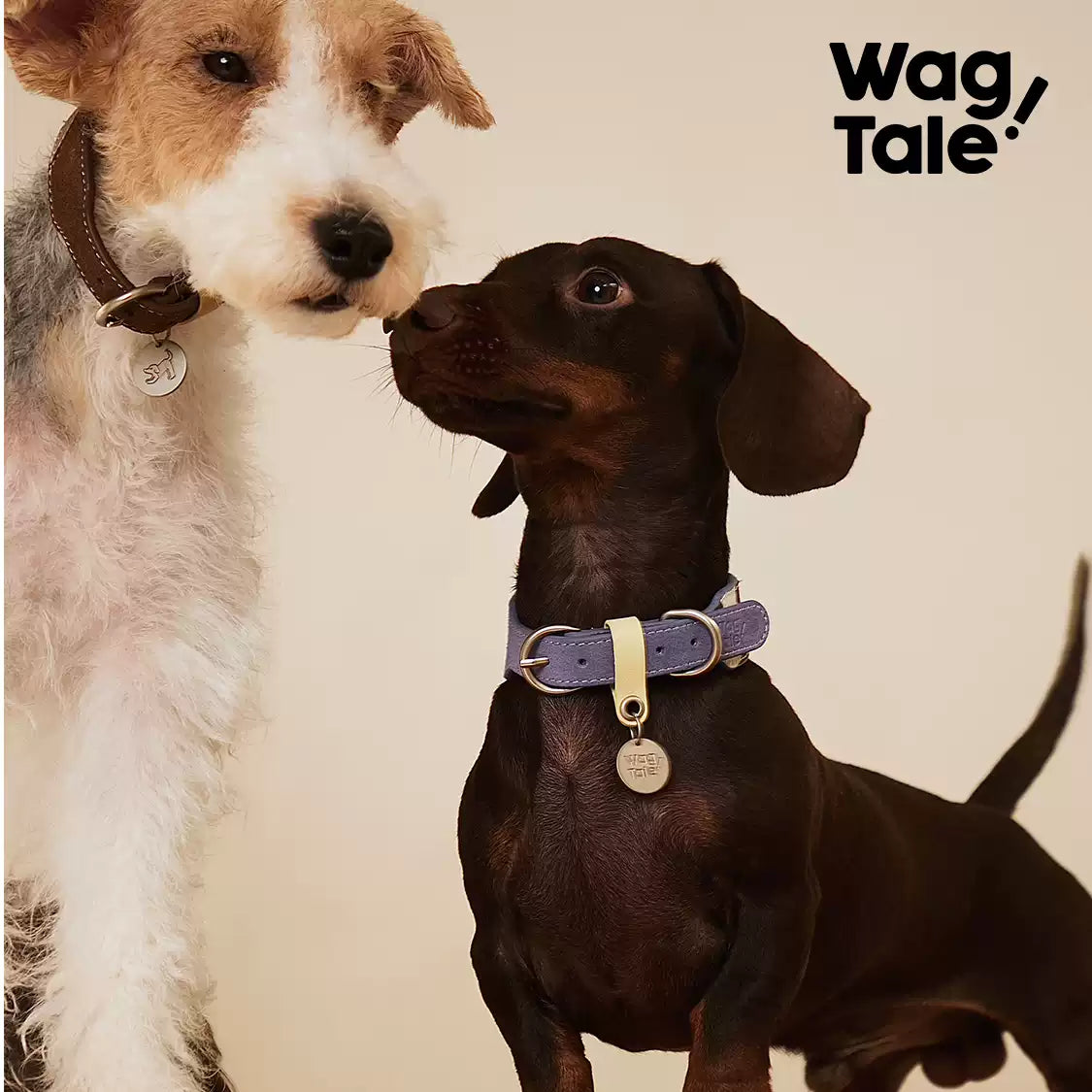 WagTale Vintage Leather Dog Collar – Multi-Tone Classic Design