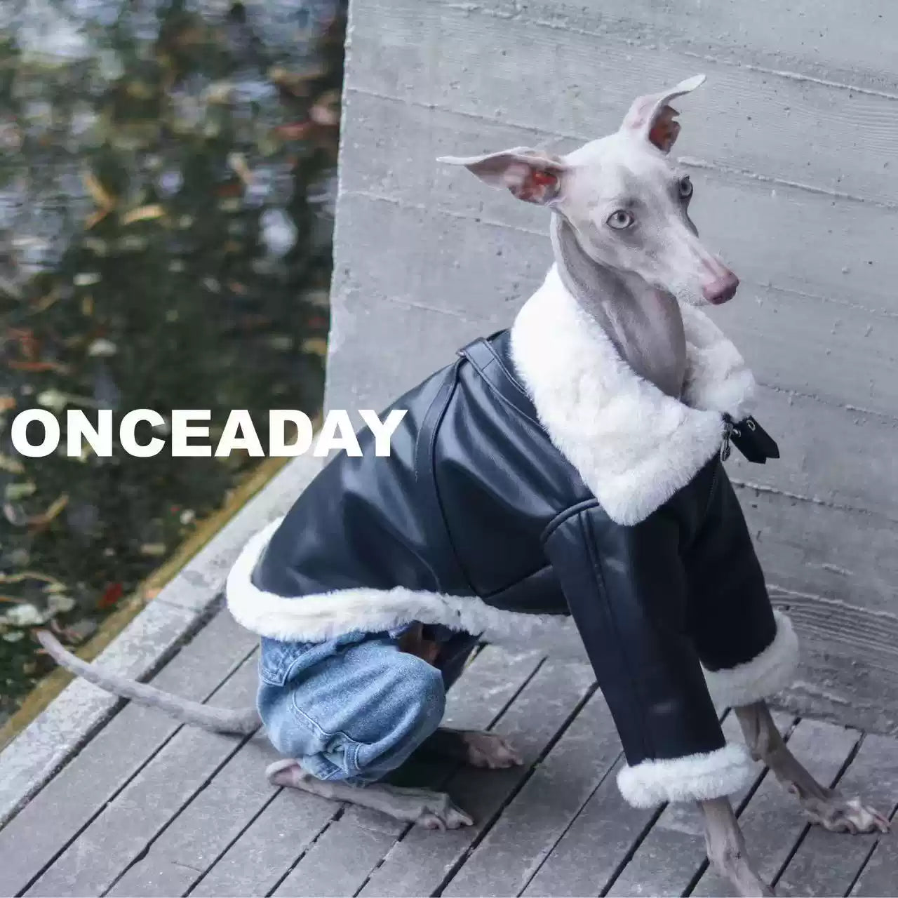 Barnfit Biker Leather Dog Jacket – Winter Style for Whippets