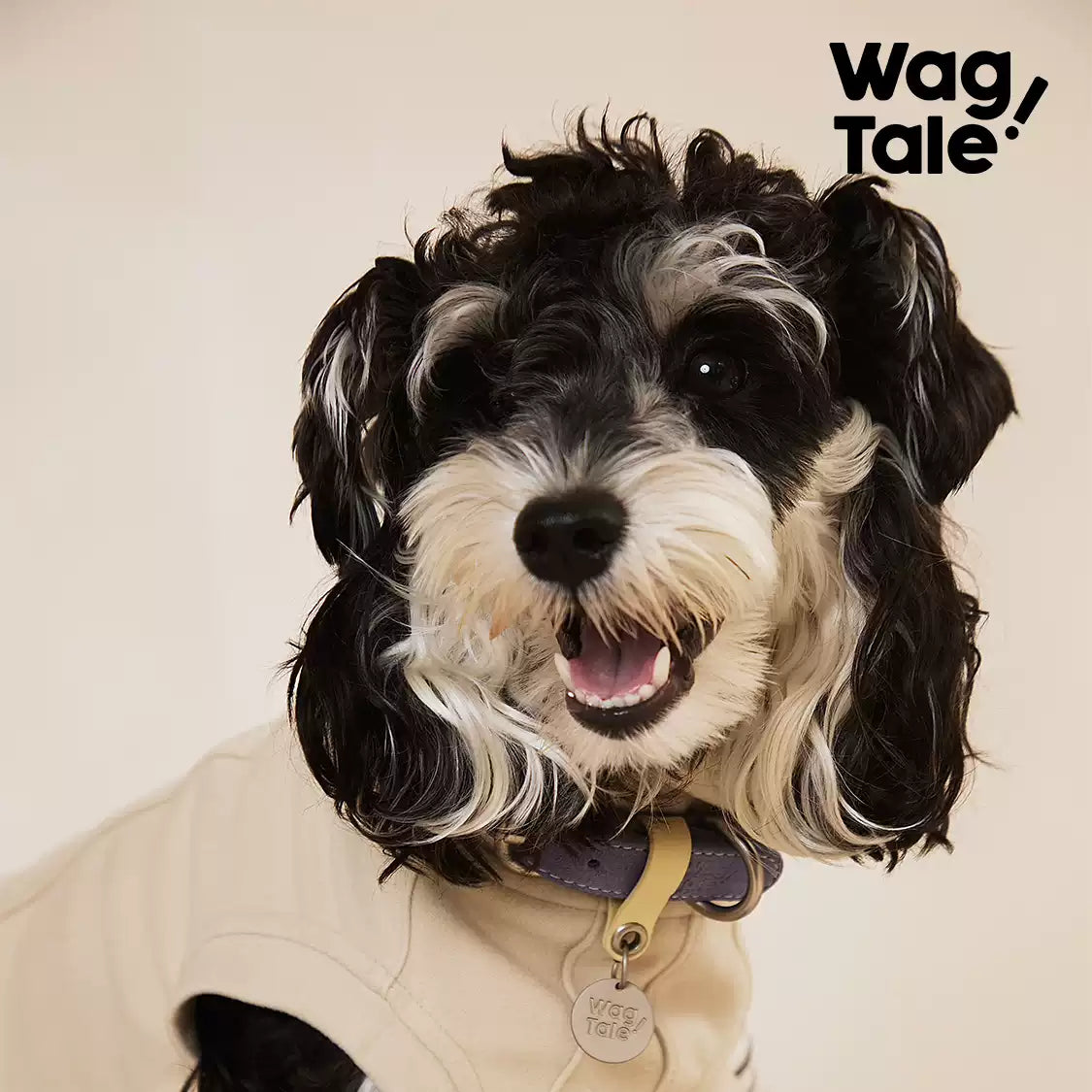 WagTale Vintage Leather Dog Collar – Multi-Tone Classic Design