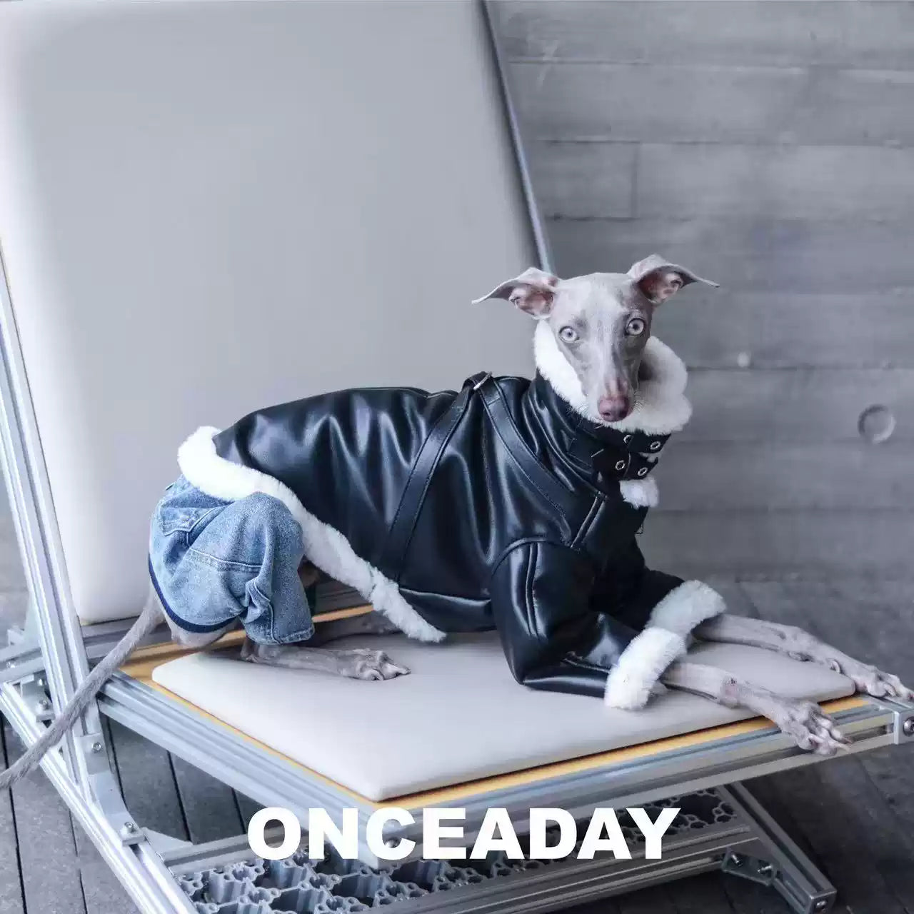 Barnfit Biker Leather Dog Jacket – Winter Style for Whippets