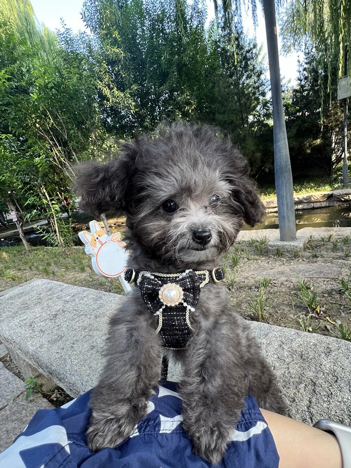 Luxury-Style Harness Set – Small Dog Vest & Leash