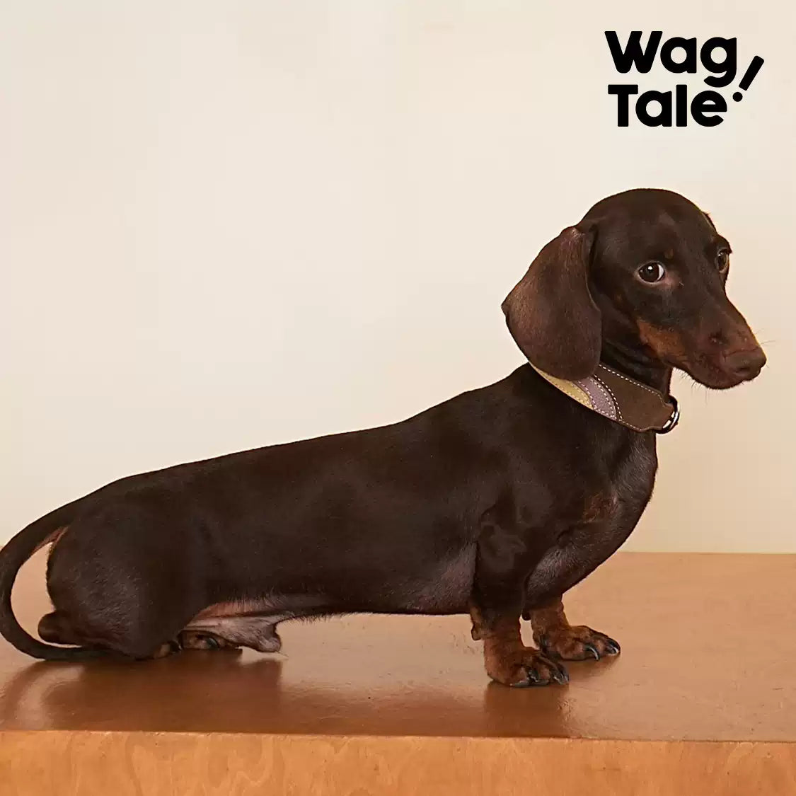 WagTale Vintage Leather Dog Collar – Multi-Tone Classic Design