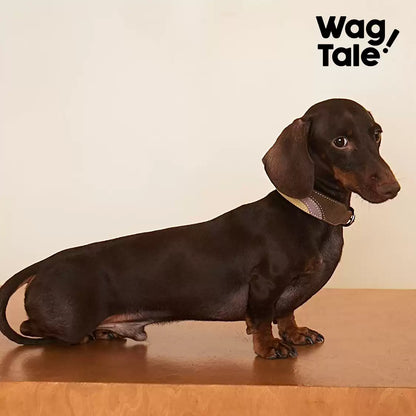 WagTale Vintage Leather Dog Collar – Multi-Tone Classic Design