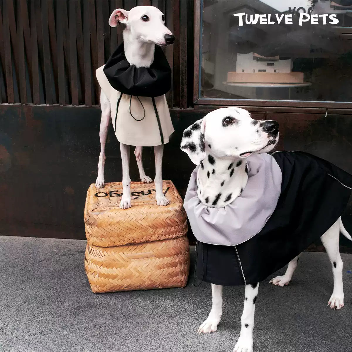 Adjustable Dog Jacket with Detachable Collar