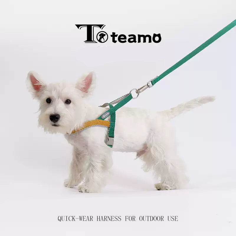 White dog wearing a green harness with Toteamo branding on a white background